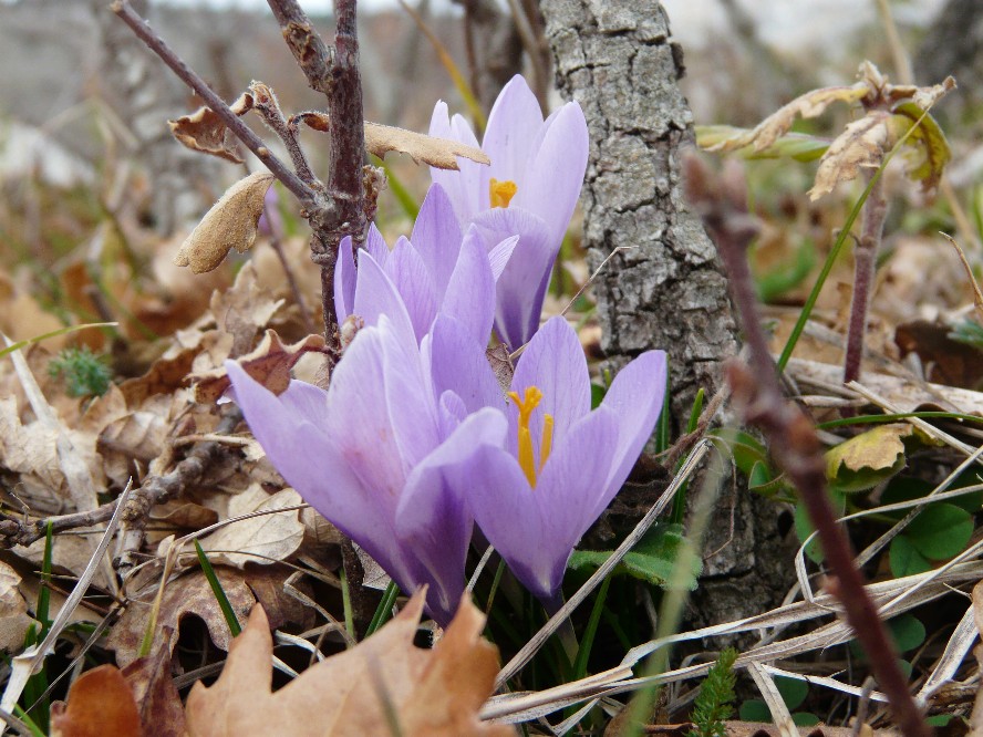 Crocus suaveolens / Zafferano profumato